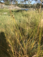 Juncus arcticus