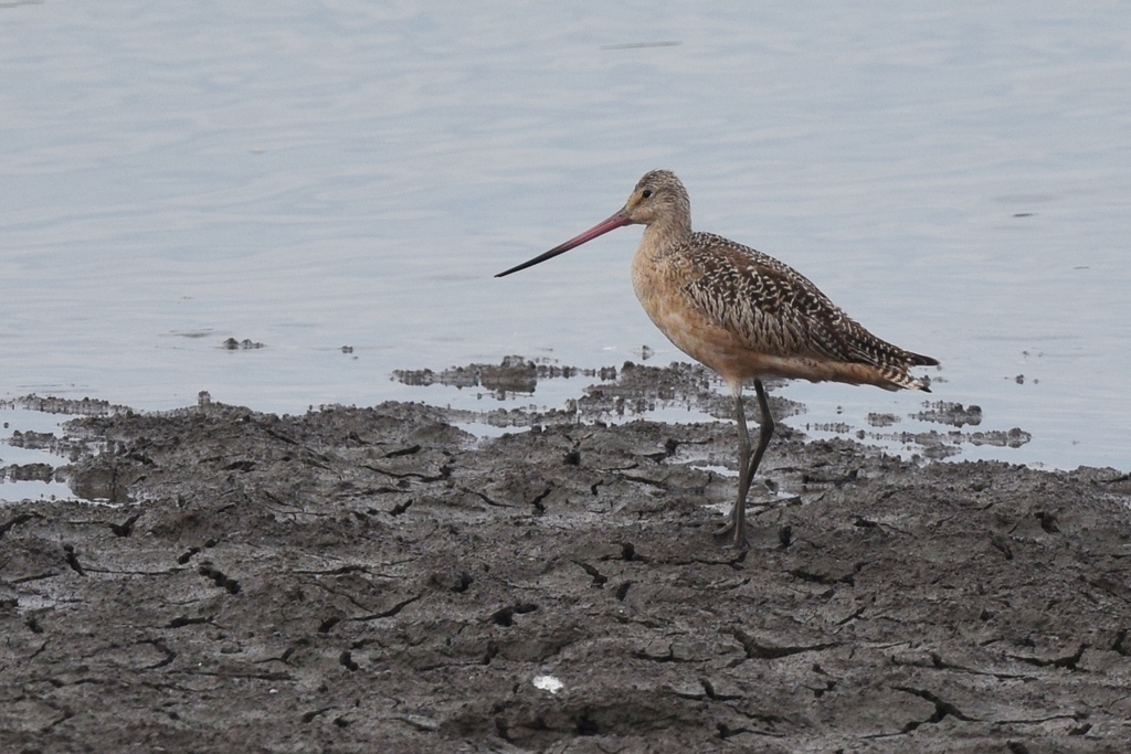 Marbled Godwit from Riverlands Migratory Bird Sanctuary, West Alton, MO