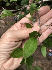 Vaccinium caesariense