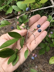 Vaccinium caesariense