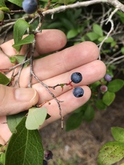 Vaccinium caesariense