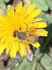 Apis mellifera