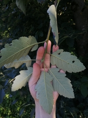 Scandosorbus