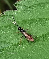 Crypteffigies lanius