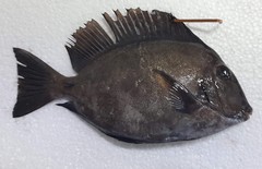 Acanthurus chirurgus