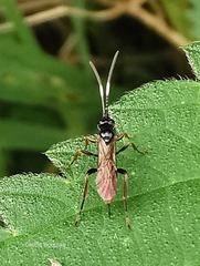 Crypteffigies lanius