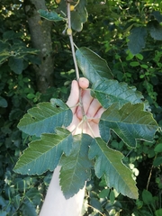 Scandosorbus