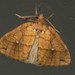 Xanthia rectilineata - Photo (c) Ramnarayan K, some rights reserved (CC BY), uploaded by Ramnarayan K