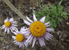 Aster alpinus vierhapperi