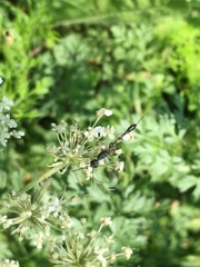 Gasteruption assectator