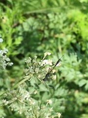 Gasteruption assectator