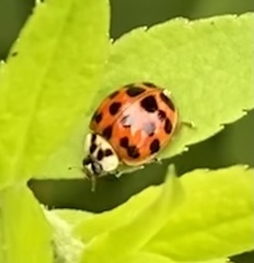 Harmonia axyridis