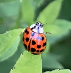 Harmonia axyridis