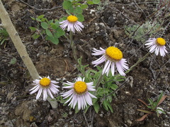 Aster alpinus vierhapperi