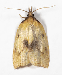 Sparganothis xanthoides