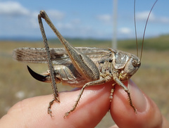 Platycleis falx laticauda