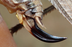 Platycleis falx laticauda