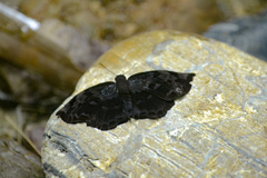 Achlyodes busirus heros