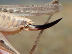 Platycleis affinis affinis