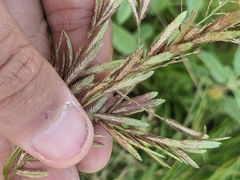 Eragrostis secundiflora