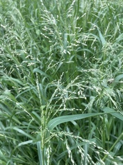 Panicum schinzii