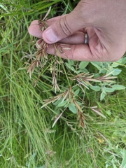 Eragrostis secundiflora