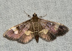Syngamia falsidicalis