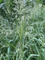 Panicum schinzii
