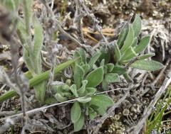 Draba aurea