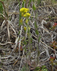 Draba aurea