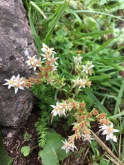 Sedum gracile