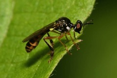 Dioctria lateralis