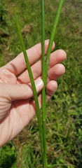 Juncus validus