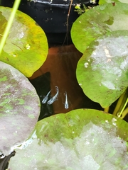 Oryzias latipes
