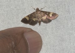Syngamia falsidicalis