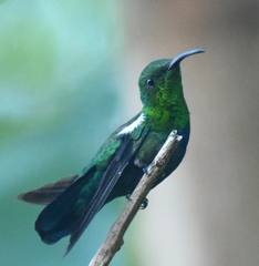 Eulampis holosericeus