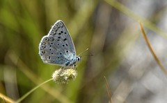 Polyommatus hispana