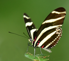 Heliconius charithonia antiquus