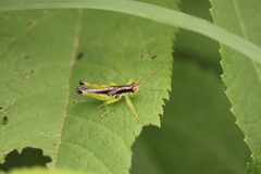 Melanoplus gracilis