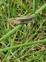 Chorthippus brunneus