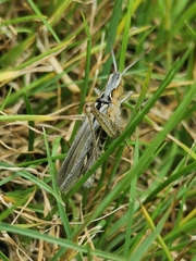 Chorthippus brunneus