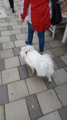 Canis familiaris