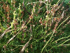 Rumex hastifolius