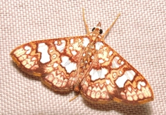 Glyphodes canthusalis