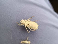 Neurocordulia molesta