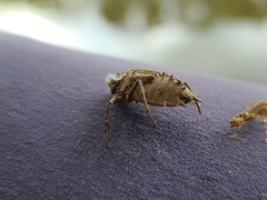 Neurocordulia molesta