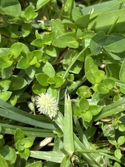 Cyperus sesquiflorus