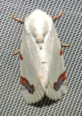 Chasmina pulchra