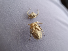 Neurocordulia molesta