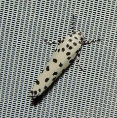 Ethmia clytodoxa